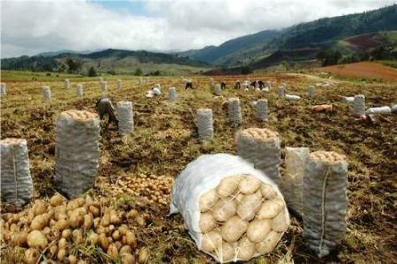 “SECTOR AGRARIO ESTÁ ATRASADO PORQUE PRECIOS DE PRODUCTOS AGRÍCOLAS SON BAJOS”