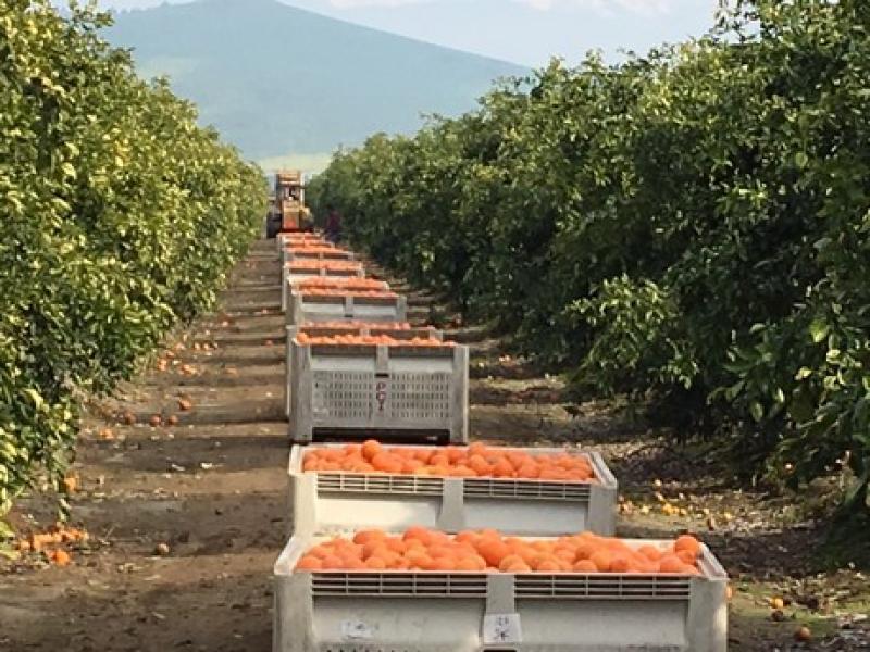 Sector agropecuario creció 7.4% en primer cuatrimestre de 2018