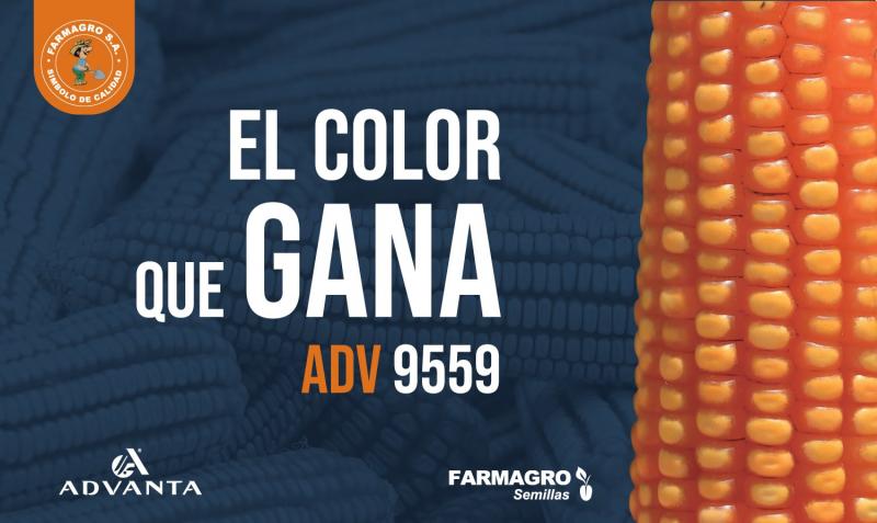 Semillas de maíz amarillo duro ADVANTA son ideales para producción de grano y forraje a nivel nacional