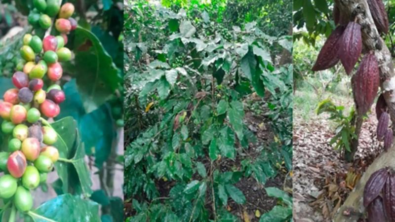 Senamhi: aconseja vigilancia de cultivos en Sierra y Selva por condiciones meteorológicas