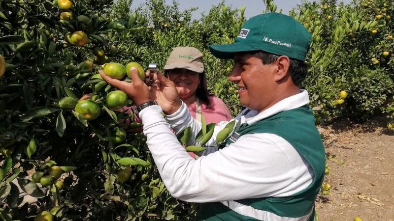 Senasa: Lo que debes saber para que la mosca de la fruta no afecte tu producción agrícola de cítricos
