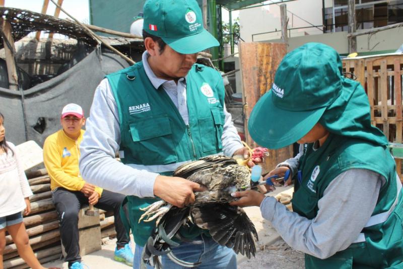 Senasa vacunó más de 379 mil aves para prevenir enfermedad de Newcastle  durante marzo-noviembre de 2018