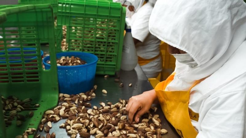 Serfor impulsa aprovechamiento sostenible de castaña en Puerto Arturo