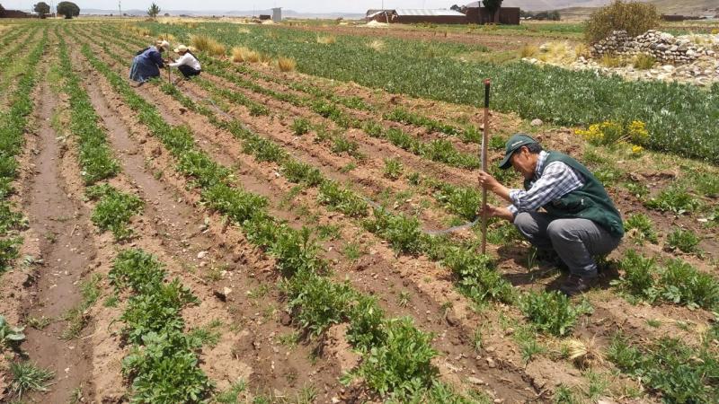 Servicios y plataformas del Midagri mantienen informados a productores sobre intenciones de siembra y precios en mercados