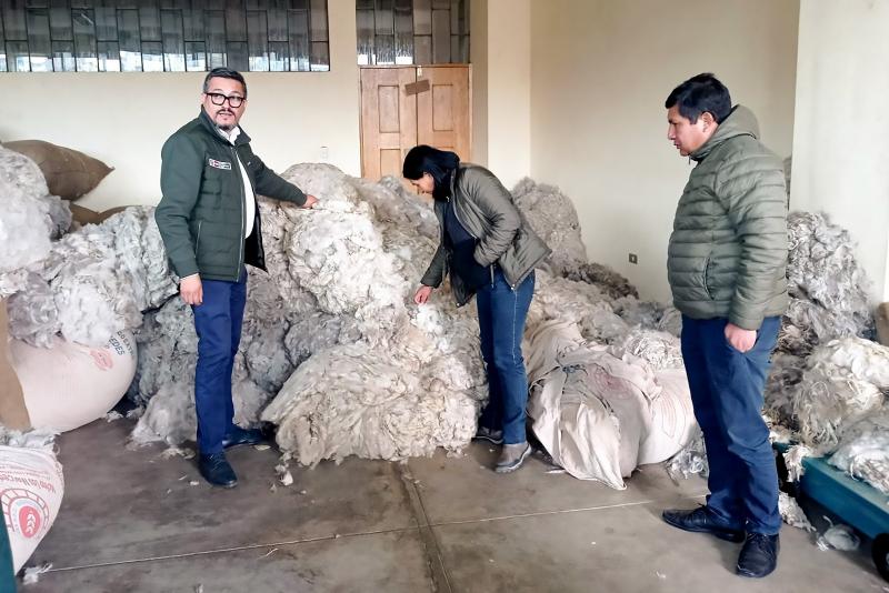 Sierra y Selva Exportadora proyecta acopiar directamente 10,000 quintales de fibra de alpaca en la presente campaña grande