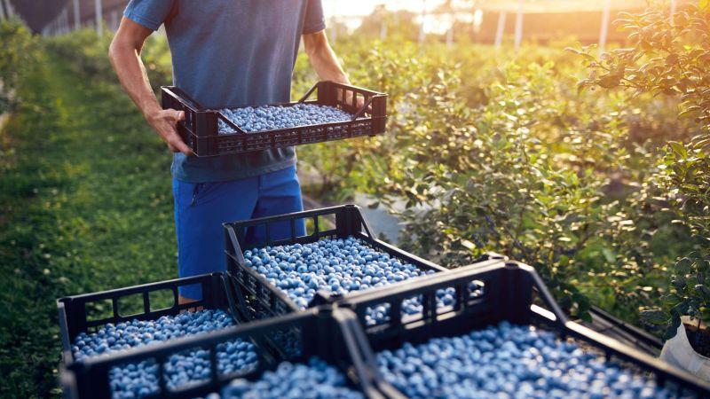 “Sin mayor inversión en nueva genética o marketing, los precios de los arándanos podrían seguir bajando a medida que aumentan los volúmenes en Perú”