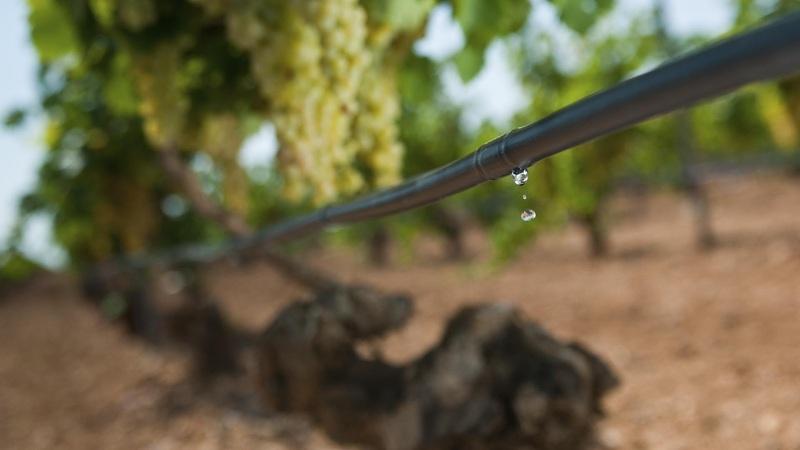 Sistema de riego por goteo logra eficiencia de aplicación del agua de casi 90%