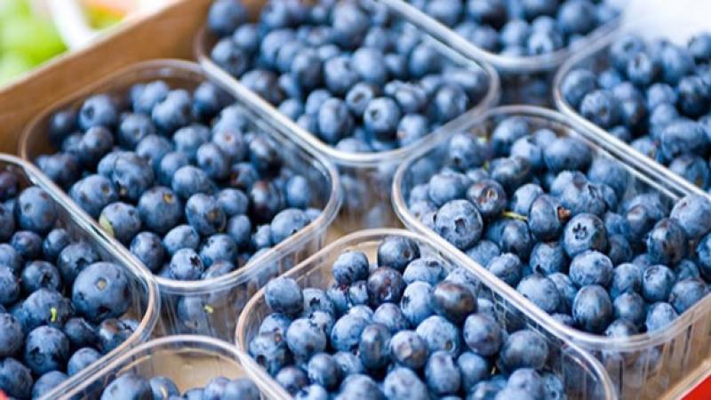 Son entre 20 mil y 30 mil hectáreas las que faltan sembrar en el mundo para satisfacer la demanda global de arándanos