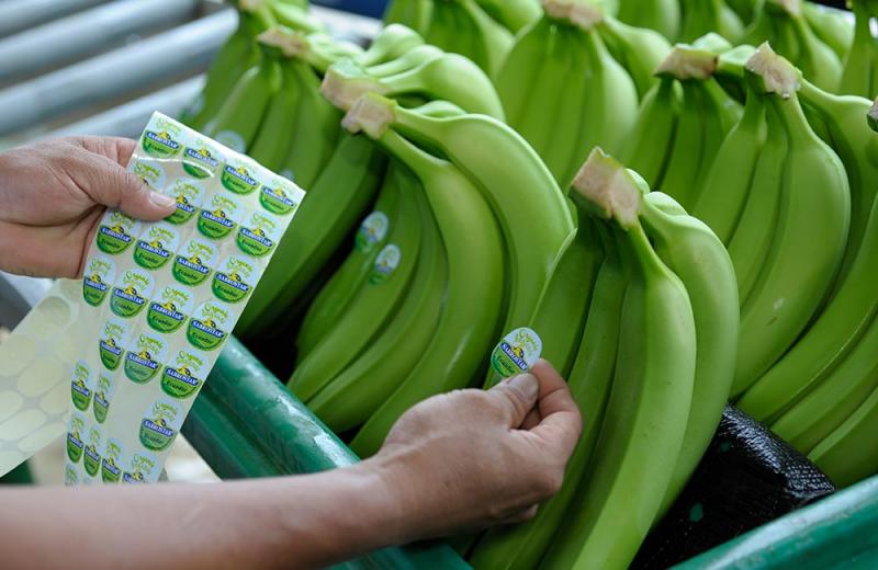 SPINNETS-WAITROSE CUADRIPLICÓ IMPORTACIÓN DE PLATANO ORGÁNICO PROCEDENTE DE PERÚ