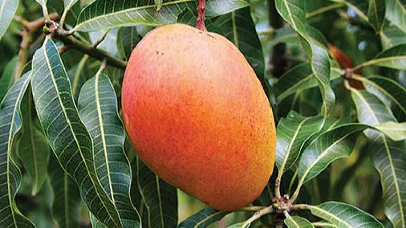 Sunshine Export estudia 10 nuevas variedades de mango y proyecta una expansión de sus campos