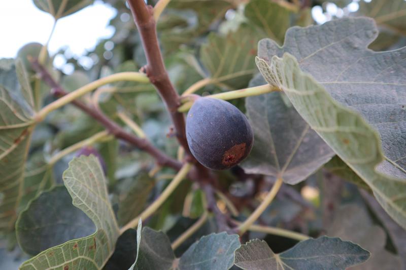Tacna: altas temperaturas afectan producción agrícola en La Yarada