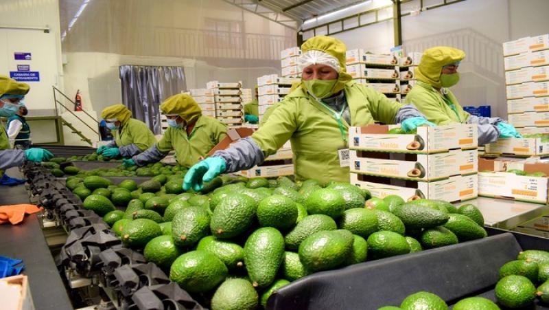 Tailandia da luz verde a la exportación de palta Hass peruana