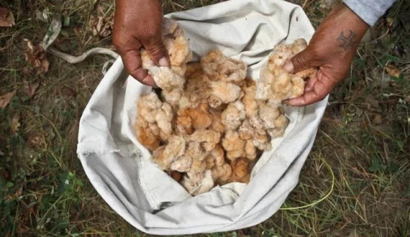 Transgénicos en Perú: entre la biodiversidad y ampliar la frontera agrícola