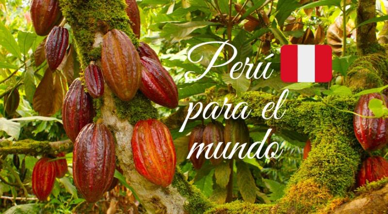 Tres cacaos peruanos se ubicaron entre los 50 mejores cacaos del mundo