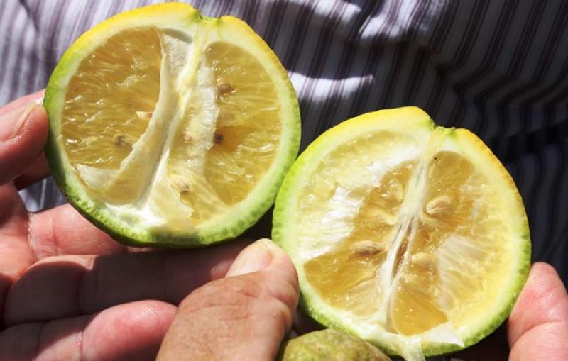 “UE ES INCAPAZ DE FRENAR ENTRADA DE PLANTAS CON GREENING”