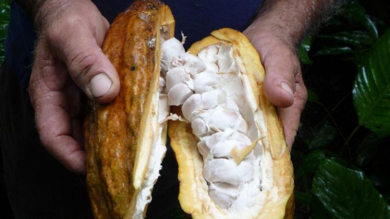 Unión Europea excluye a países de Latinoamérica de lista que bloqueaba exportaciones de cacao, café y palma si se incumplía norma sobre deforestación