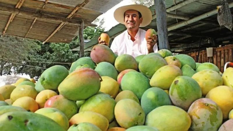 “Uno de los problemas del mango fue coincidir con la uva y el arándano”