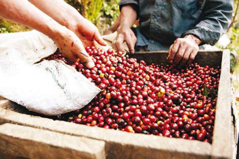URGE ELEVAR PRODUCTIVIDAD DE CAFETALES CON SEMILLAS DE CALIDAD