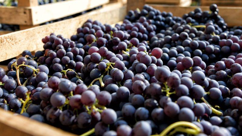 Va en aumento: Perú exportaría 87.8 millones de caja de uva de mesa en la campaña 2025/2026