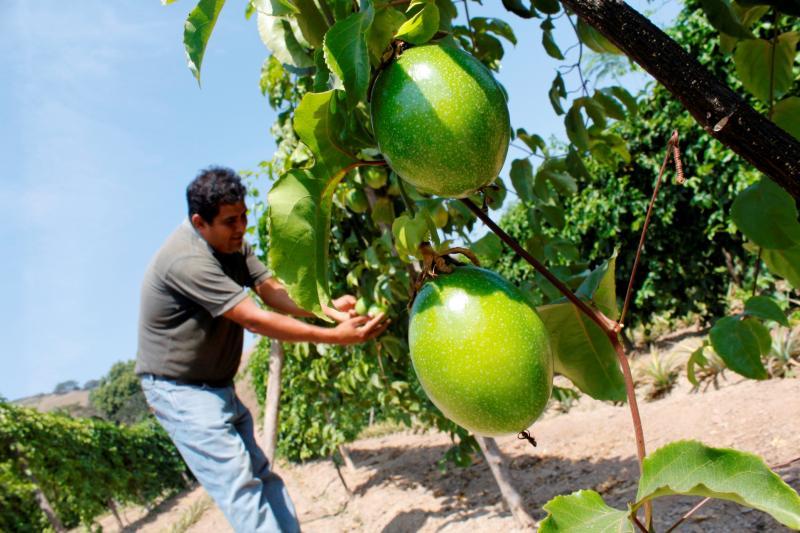 Valor bruto de la producción agropecuaria se incrementó 3.6% en enero de este año