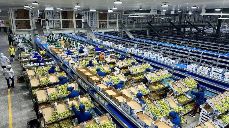Vanguard Internacional superó los 1.000 contenedores de uva despachados en la temporada a pesar de las dificultades del sector 