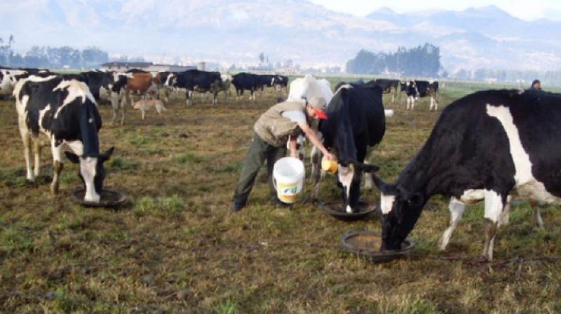 Venta de leche fresca creció 20% en el tercer trimestre del año