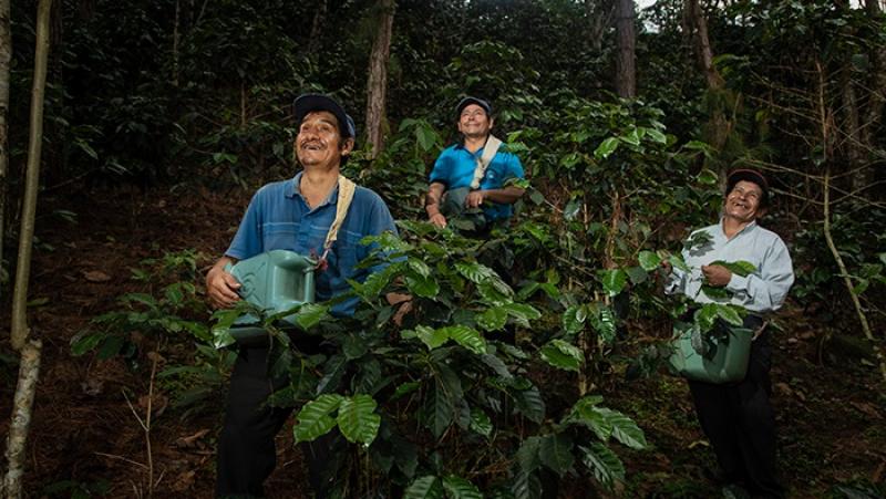 Vraem: Asociación cafetalera incrementa ventas y expande mercado