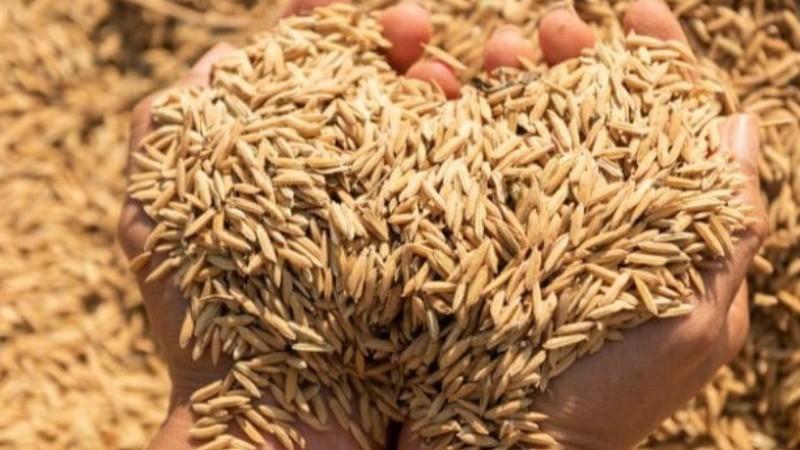 Warrant Agrícola permitirá a los productores almacenar hasta 200 mil toneladas de arroz a la espera de mejores condiciones de mercado