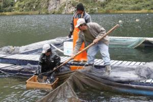 'CONSUME TRUCHA, CONSUME PERÚ - 2015' GENERARÁ VENTAS POR MÁS DE S/. 34 MILLONES