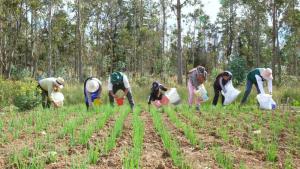 12 regiones del país ya cuentan con Mapa de Fertilidad del Suelo agrario