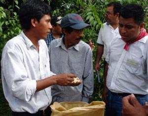 239 MIL PRODUCTORES RECIBIERON ASISTENCIA TÉCNICA DURANTE 2012