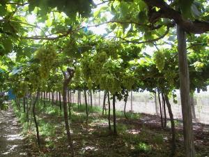 A DIFERENCIA DE LA RED GLOBE, LAS UVAS SIN SEMILLA INCREMENTAN SU PRODUCCIÓN