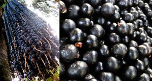Açaí, el BlueBerry de la Selva