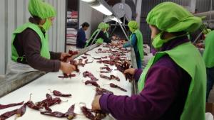 ADEX: Número de empresas exportadoras se incrementó en 6.8% durante 2024