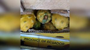 Aduanas incauta importante cargamento de pitahaya procedente de Ecuador