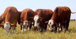 Agalep estimó pérdidas por S/ 25 millones en ganaderia por El Niño Costero