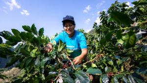 AGAP: informalidad en el sector agrario aumento al 90 % por falta de un marco promotor