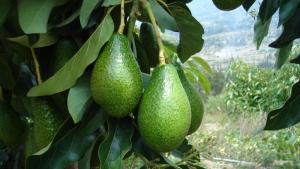 Agrícola Cerro Prieto exportó más de 50.000 toneladas de palta