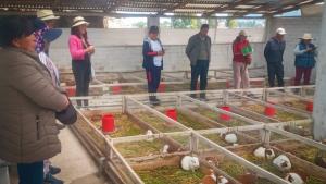 Agro Rural capacita a productores de cuyes de Junín