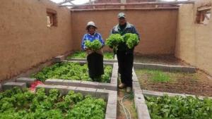 Agro Rural implementó 490 fitotoldos en Puno