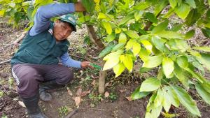 Agro Rural impulsa la producción de palto en Junín