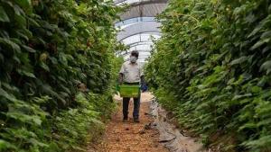 AgroBerries renovará su marca tras la adquisición de BerryWorld