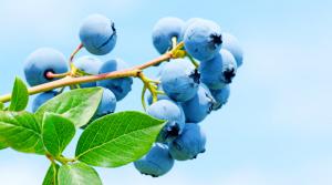 Agroberries se instala en Marruecos