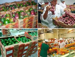 AGROEXPORTACIONES CRECIERON 21,4% EN LOS PRIMEROS OCHOS MESES DE 2014