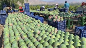 Agroexportaciones no tradicionales de Piura sumaron US$ 460.126.000 en el primer semestre del 2025