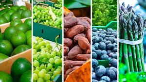 Agroexportaciones participaron con el 10% de las exportaciones peruanas hasta mayo