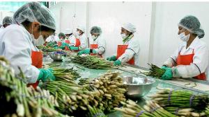 Agroindustria, minería tradicional y agro primario concentraron el 81.25%% del total de los empleos generados por las exportaciones