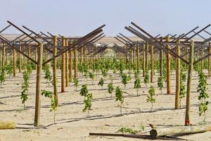 Agroindustriales instalarán cuatro mil hectáreas  nuevas en Olmos este año