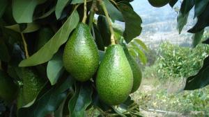 Agrokasa despacha su último contenedor de palta de la temporada a Chile