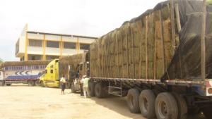 AGRORURAL ATIENDE A GANADEROS AFECTADOS POR FALTA DE LLUVIAS 